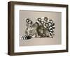 Odd Man Out-Barbara Keith-Framed Giclee Print