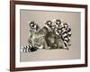 Odd Man Out-Barbara Keith-Framed Giclee Print