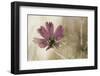 Ode to Innocence-David Lorenz Winston-Framed Art Print