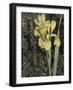 Ode to Yellow Flowers-Color Bakery-Framed Giclee Print