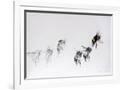 Gramercy White