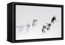 Canvas Black