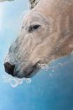 Polar bear ballet, detail, 2012-Odile Kidd-Giclee Print