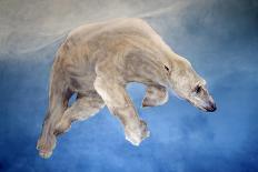 Polar bear ballet, detail, 2012-Odile Kidd-Giclee Print