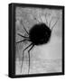 Odilon Redon (Smiling Spider) Art Poster Print-null-Framed Poster