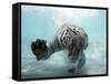 Odin the Tiger, Vallejo, California-Eric Risberg-Framed Stretched Canvas