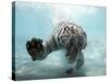 Odin the Tiger, Vallejo, California-Eric Risberg-Stretched Canvas