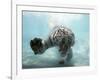 Odin the Tiger, Vallejo, California-Eric Risberg-Framed Photographic Print