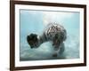 Odin the Tiger, Vallejo, California-Eric Risberg-Framed Photographic Print