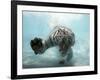 Odin the Tiger, Vallejo, California-Eric Risberg-Framed Photographic Print