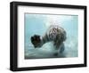 Odin the Tiger, Vallejo, California-Eric Risberg-Framed Photographic Print