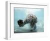 Odin the Tiger, Vallejo, California-Eric Risberg-Framed Photographic Print