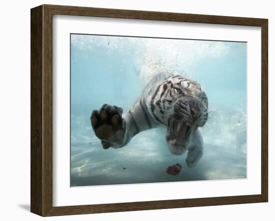 Odin the Tiger, Vallejo, California-Eric Risberg-Framed Photographic Print