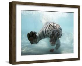 Odin the Tiger, Vallejo, California-Eric Risberg-Framed Photographic Print