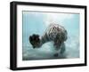 Odin the Tiger, Vallejo, California-Eric Risberg-Framed Photographic Print