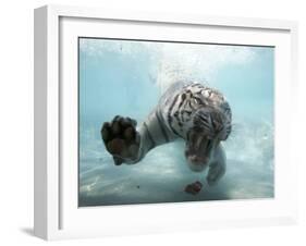 Odin the Tiger, Vallejo, California-Eric Risberg-Framed Photographic Print