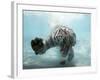 Odin the Tiger, Vallejo, California-Eric Risberg-Framed Photographic Print