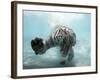 Odin the Tiger, Vallejo, California-Eric Risberg-Framed Photographic Print