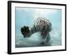 Odin the Tiger, Vallejo, California-Eric Risberg-Framed Photographic Print