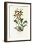 Odontoglossom Grande, C.1837-1843-Sarah Ann Drake-Framed Giclee Print