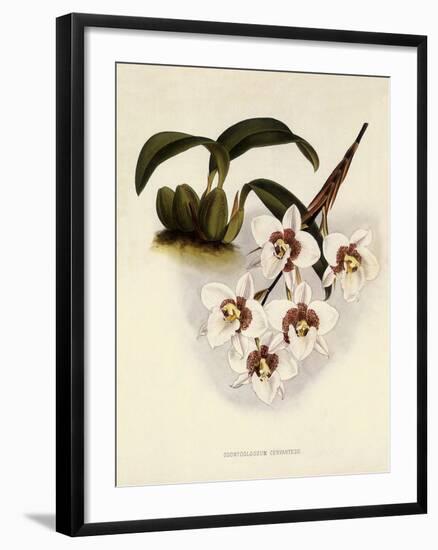 Odontoglossum Cervantesii-John Nugent Fitch-Framed Giclee Print