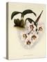 Odontoglossum Cervantesii-John Nugent Fitch-Stretched Canvas