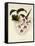Odontoglossum Cervantesii-John Nugent Fitch-Framed Stretched Canvas