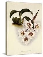 Odontoglossum Cervantesii-John Nugent Fitch-Stretched Canvas