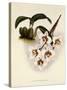 Odontoglossum Cervantesii-John Nugent Fitch-Stretched Canvas