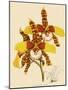 Odontoglossum Grande-John Nugent Fitch-Mounted Giclee Print