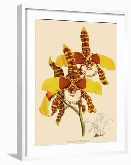 Odontoglossum Grande-John Nugent Fitch-Framed Giclee Print