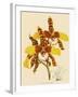 Odontoglossum Grande-John Nugent Fitch-Framed Giclee Print