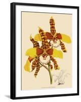 Odontoglossum Grande-John Nugent Fitch-Framed Giclee Print