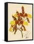 Odontoglossum Grande-John Nugent Fitch-Framed Stretched Canvas