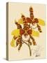 Odontoglossum Grande-John Nugent Fitch-Stretched Canvas