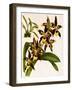 Odontoglossum Luteopurpureum Var Magnificum-John Nugent Fitch-Framed Giclee Print