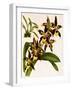 Odontoglossum Luteopurpureum Var Magnificum-John Nugent Fitch-Framed Giclee Print