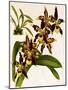 Odontoglossum Luteopurpureum Var Magnificum-John Nugent Fitch-Mounted Giclee Print