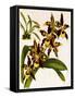 Odontoglossum Luteopurpureum Var Magnificum-John Nugent Fitch-Framed Stretched Canvas