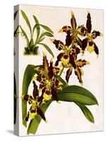 Odontoglossum Luteopurpureum Var Magnificum-John Nugent Fitch-Stretched Canvas