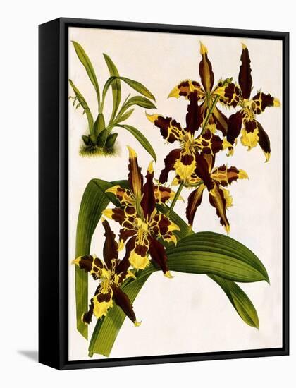 Odontoglossum Luteopurpureum Var Magnificum-John Nugent Fitch-Framed Stretched Canvas