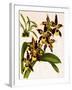 Odontoglossum Luteopurpureum Var Magnificum-John Nugent Fitch-Framed Giclee Print