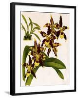 Odontoglossum Luteopurpureum Var Magnificum-John Nugent Fitch-Framed Giclee Print