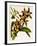 Odontoglossum Luteopurpureum Var Magnificum-John Nugent Fitch-Framed Giclee Print