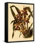 Odontoglossum Polyxanthum Var. Grandiflorum-John Nugent Fitch-Framed Stretched Canvas