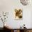 Odontoglossum Polyxanthum Var. Grandiflorum-John Nugent Fitch-Stretched Canvas displayed on a wall