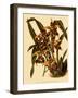 Odontoglossum Polyxanthum Var. Grandiflorum-John Nugent Fitch-Framed Giclee Print