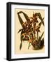 Odontoglossum Polyxanthum Var. Grandiflorum-John Nugent Fitch-Framed Giclee Print