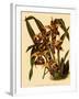 Odontoglossum Polyxanthum Var. Grandiflorum-John Nugent Fitch-Framed Giclee Print