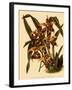 Odontoglossum Polyxanthum Var. Grandiflorum-John Nugent Fitch-Framed Giclee Print